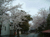 舎人氷川神社の桜(3)