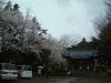 舎人氷川神社の桜(4)