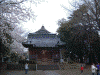 舎人氷川神社の桜(6)