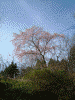 吉野山駅近くで見かけた桜(2)