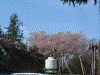銅鳥居の先で見かけた桜(1)
