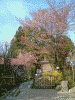銅鳥居の先で見かけた桜(2)