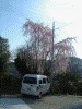 銅鳥居の先で見かけた桜(4)