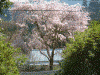 蔵王堂近くの桜(1)