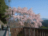 蔵王堂近くの桜(2)