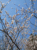 上千本の桜(3)