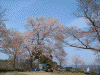 中千本の桜(6)