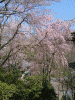 中千本の桜(8)