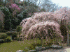 竹林院群芳園の桜(4)
