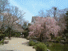 竹林院群芳園の桜(5)