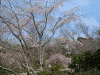 竹林院群芳園の桜(6)