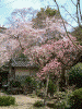 竹林院群芳園の桜(11)