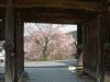 竹林院の門から外の桜を眺める
