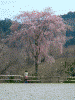 竹林院から勝手神社に下る途中で見かけた桜(2)