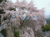蔵王堂近くの桜(4)