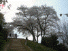 甘樫丘の桜(1)