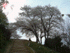 甘樫丘の桜(2)
