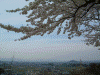甘樫丘の桜(5)