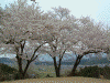 甘樫丘の桜(7)