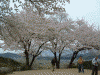 甘樫丘の桜(8)