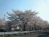 佐保川の桜並木(4)