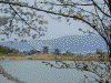 奈良医療センターから眺める薬師寺と桜(2)