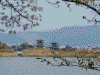 奈良医療センターから眺める薬師寺と桜(3)