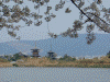 奈良医療センターから眺める薬師寺と桜(4)