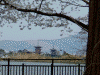 奈良医療センターから眺める薬師寺と桜(5)