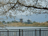 奈良医療センターから眺める薬師寺と桜(6)