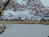 奈良医療センターから眺める薬師寺と桜(7)