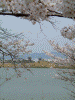 奈良医療センターから眺める薬師寺と桜(10)