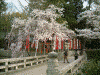 薬師寺の向かいに桜