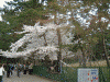 奈良公園の桜(1)