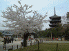 興福寺(4)/五重塔と桜