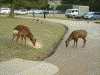 奈良公園の鹿(2)