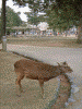 奈良公園の鹿(3)