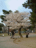 奈良公園の桜(3)