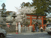 氷室神社の桜(1)