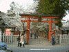 氷室神社の桜(4)