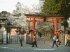 氷室神社の桜(5)