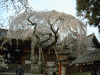氷室神社の桜(7)