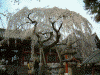 氷室神社の桜(8)