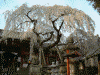 氷室神社の桜(9)