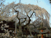 氷室神社の桜(10)