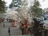 氷室神社の桜(13)