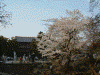 東大寺の桜(1)