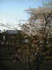 東大寺の桜(2)