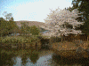 東大寺の桜(6)