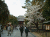東大寺の桜(7)